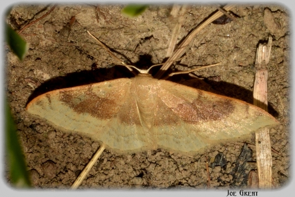 Idaea degeneraria - barnasávos araszoló