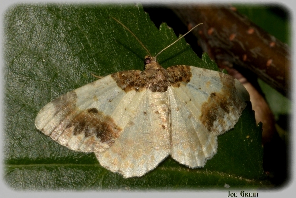 Ligdia adustata - barna levélaraszoló