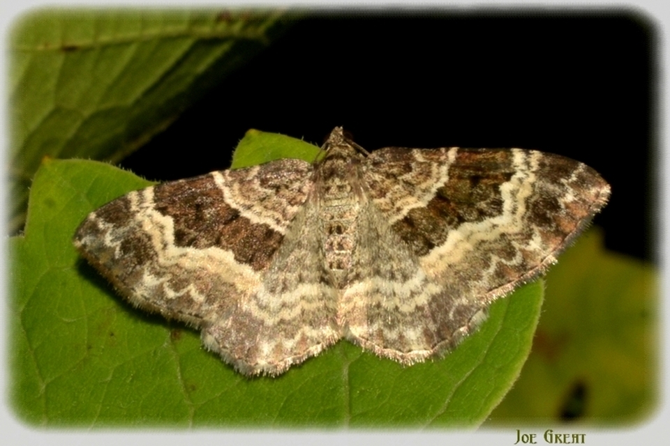 Epirrhoe alternata - galaj-tarkaaraszoló