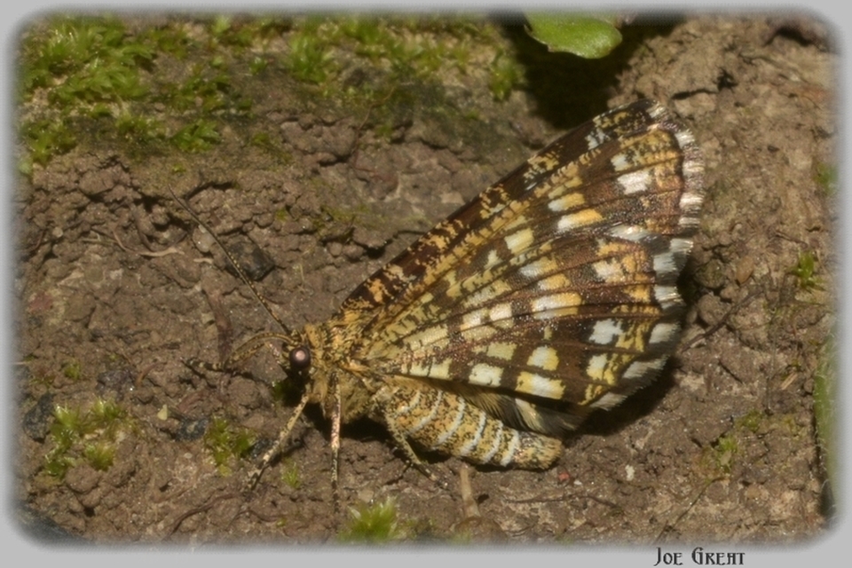 Chiasmia clathrata - rácsos rétiaraszoló