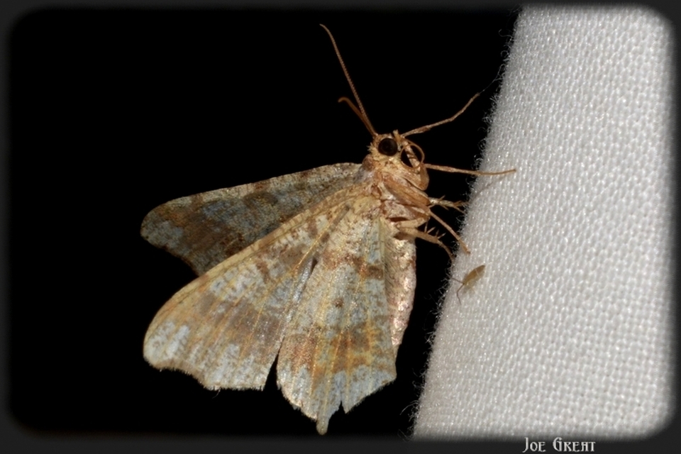 Macaria alternata - közönséges szürkearaszoló