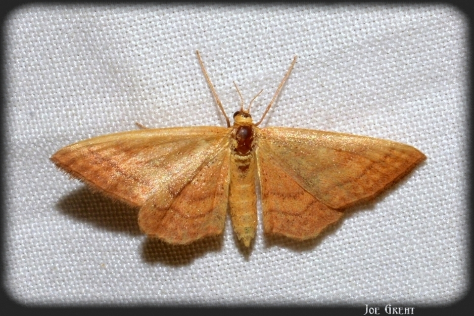 Idaea ochrata - okkerszínű sávosaraszoló