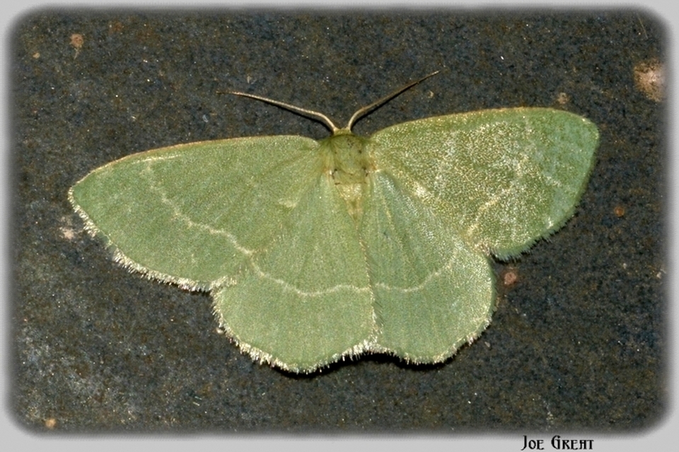 Chlorissa cloraria - sárgászöld araszoló