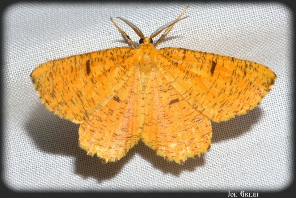 Angerona prunaria - sárga kökényaraszoló