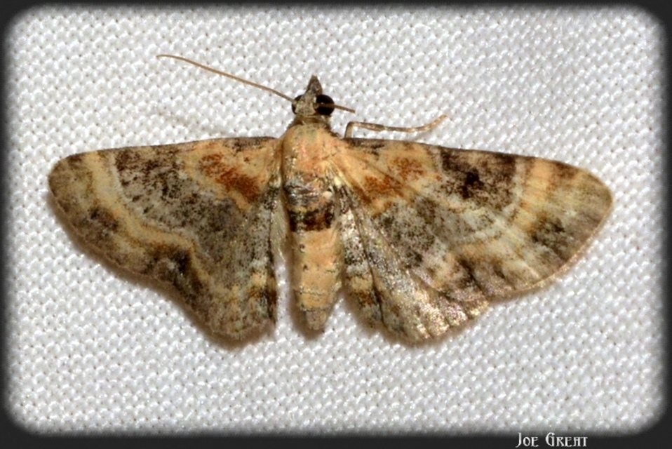 Eupithecia linariata - vonalas törpearaszoló