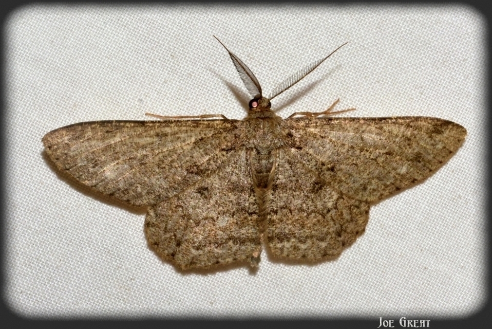 Hypomecis punctinalis - pettyes faaraszoló