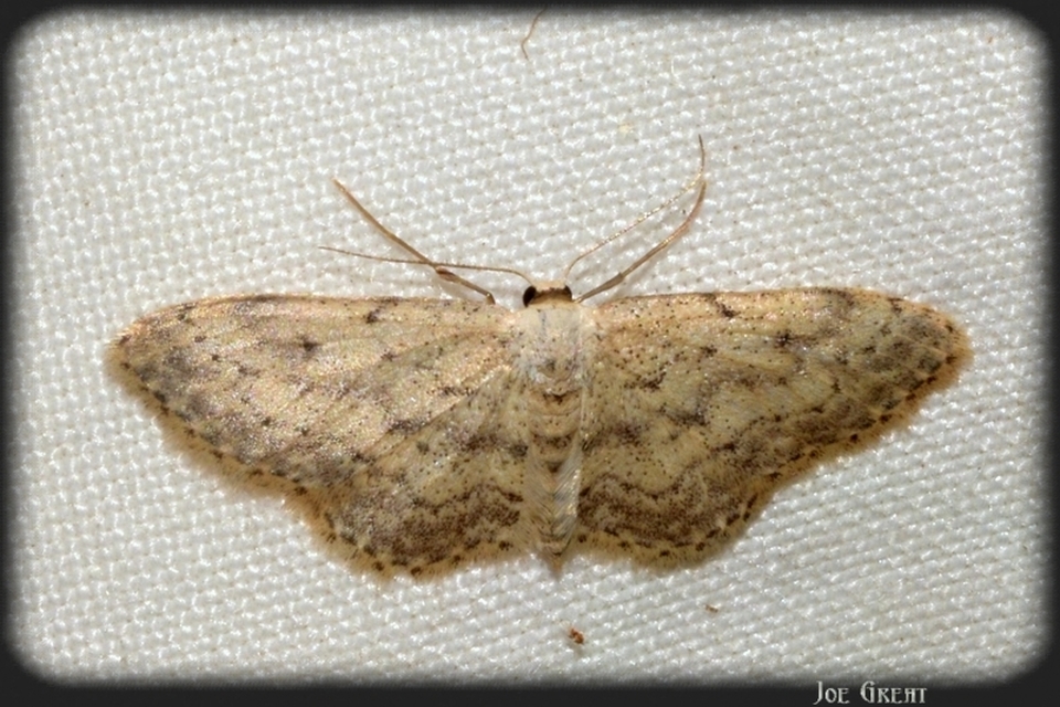 Idaea seriata - szürke apróaraszoló