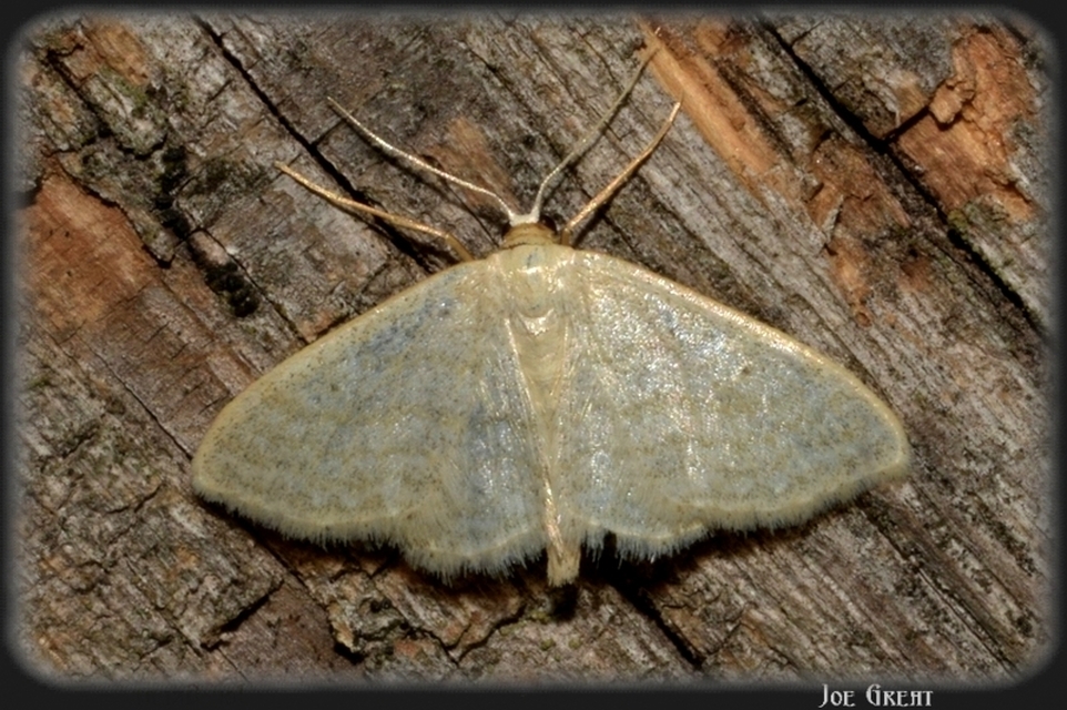 Idaea subsericeata - ötvonalas apróaraszoló