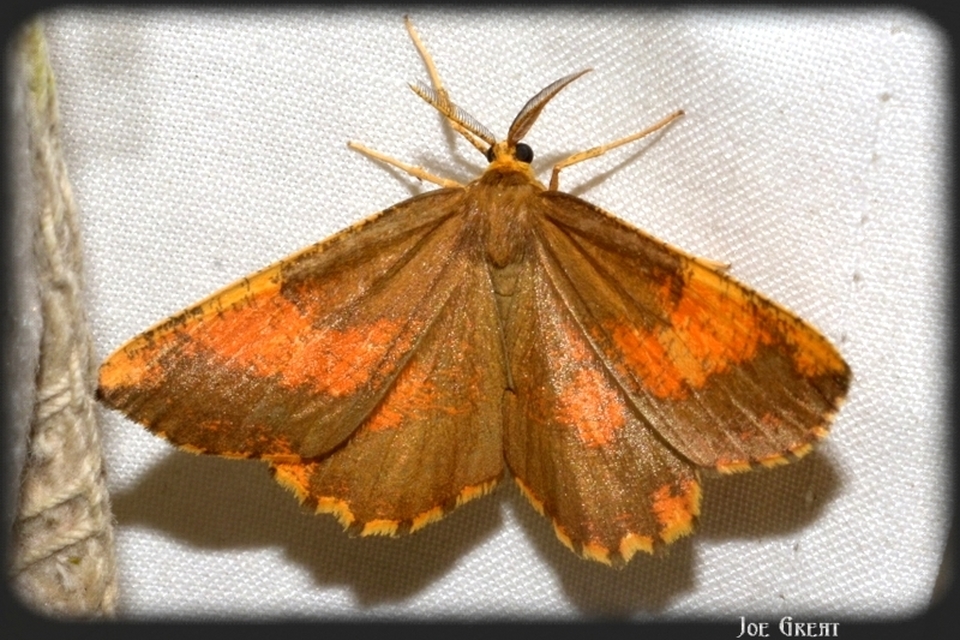 Angerona prunaria - sárga kökényaraszoló