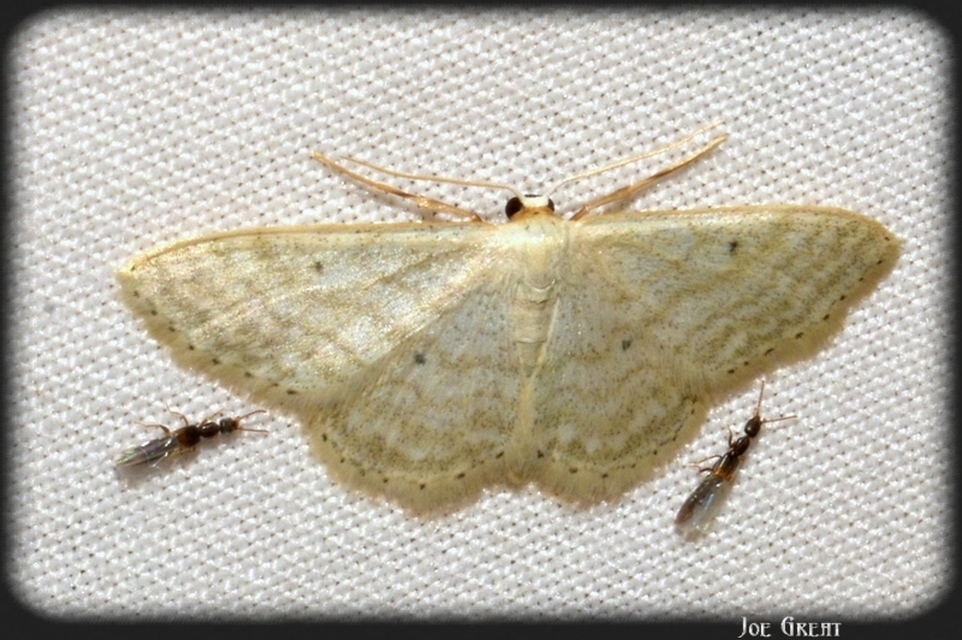 Idaea subsericeata - ötvonalas apróaraszoló