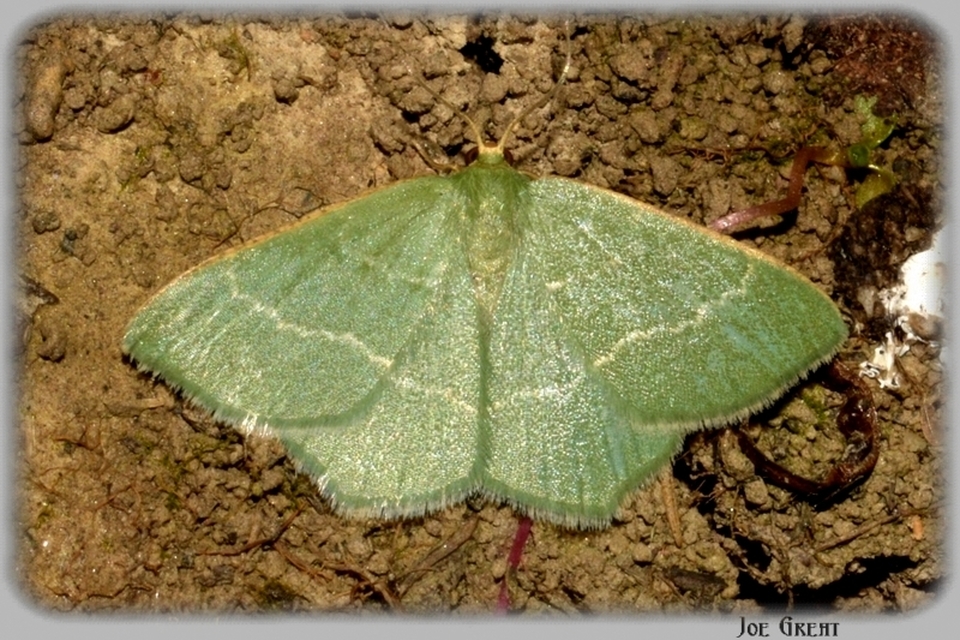 Chlorissa cloraria - sárgászöld araszoló