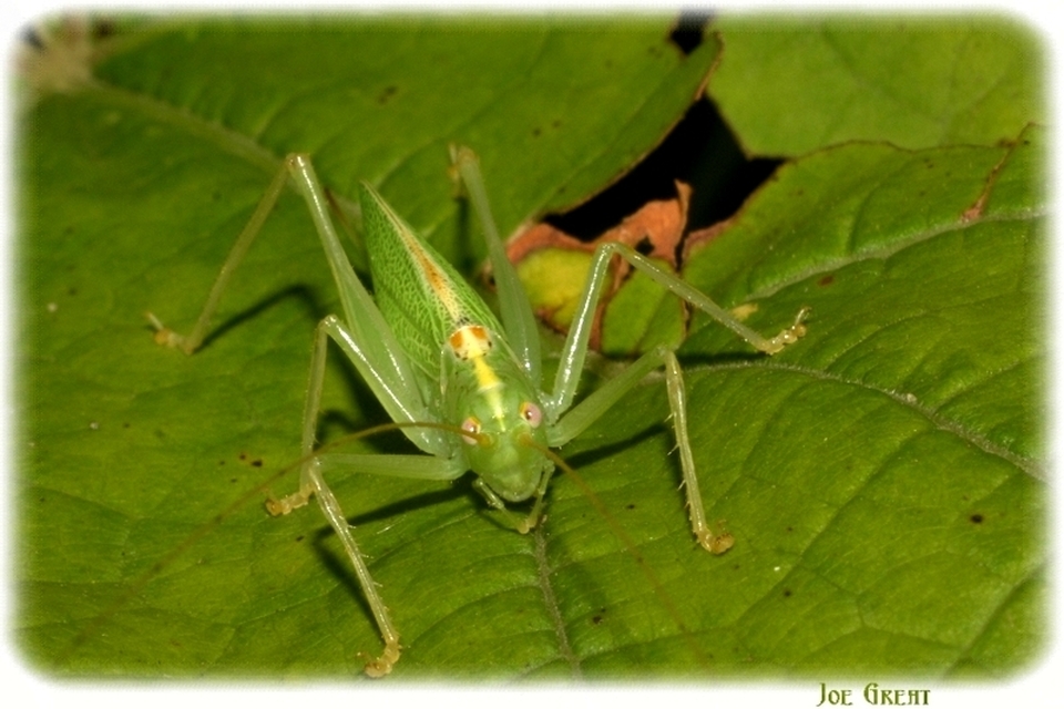 Tettigonia viridissima - zöld lombszöcske