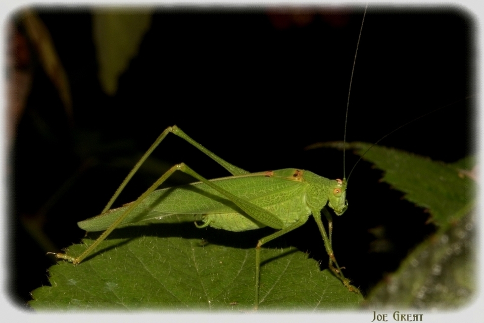 Phaneroptera nana - pontozott repülőszöcske