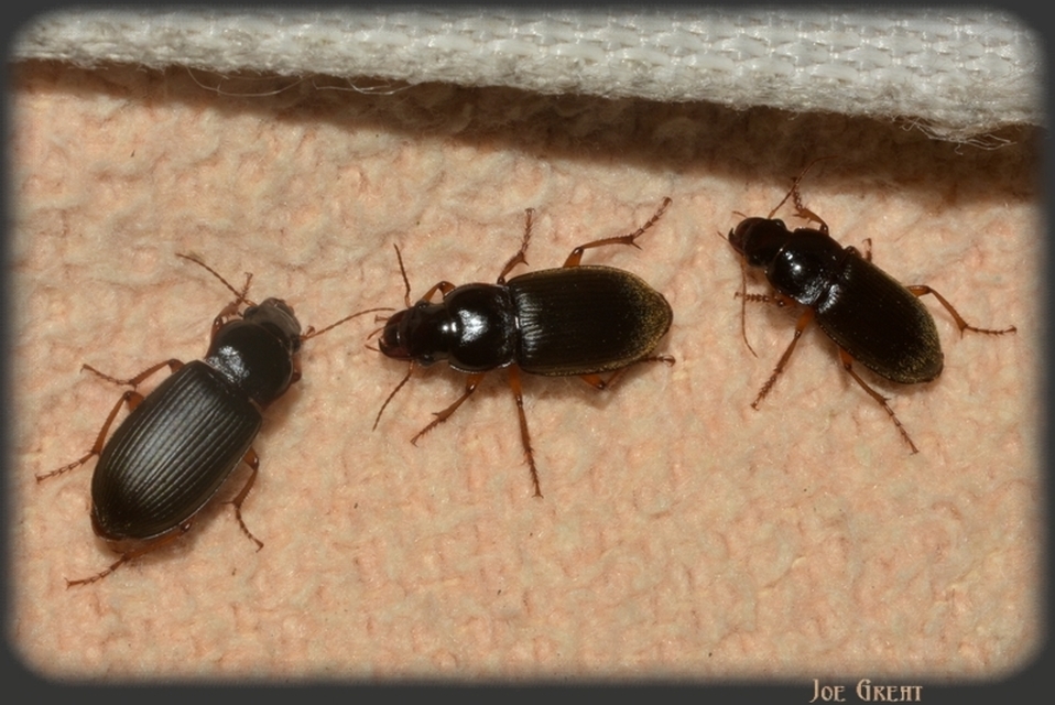 Harpalus rufipes - nagy selymesfutó