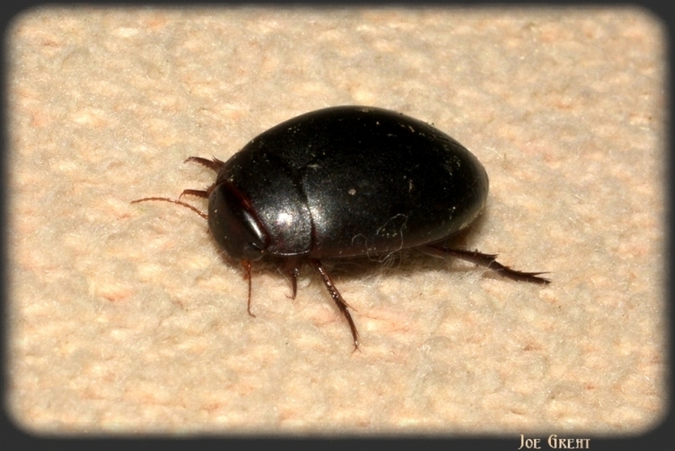 Dytiscidae - csíkbogárfélék