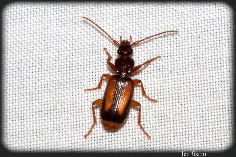 Polistichus connexus - barna sutafutó