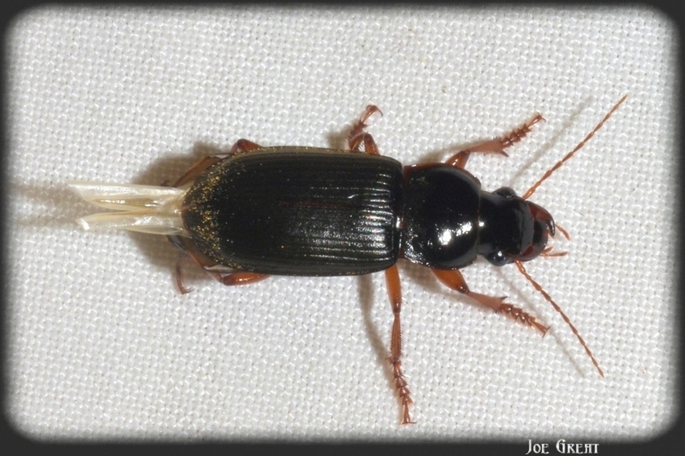 Harpalus rufipes - nagy selymesfutó