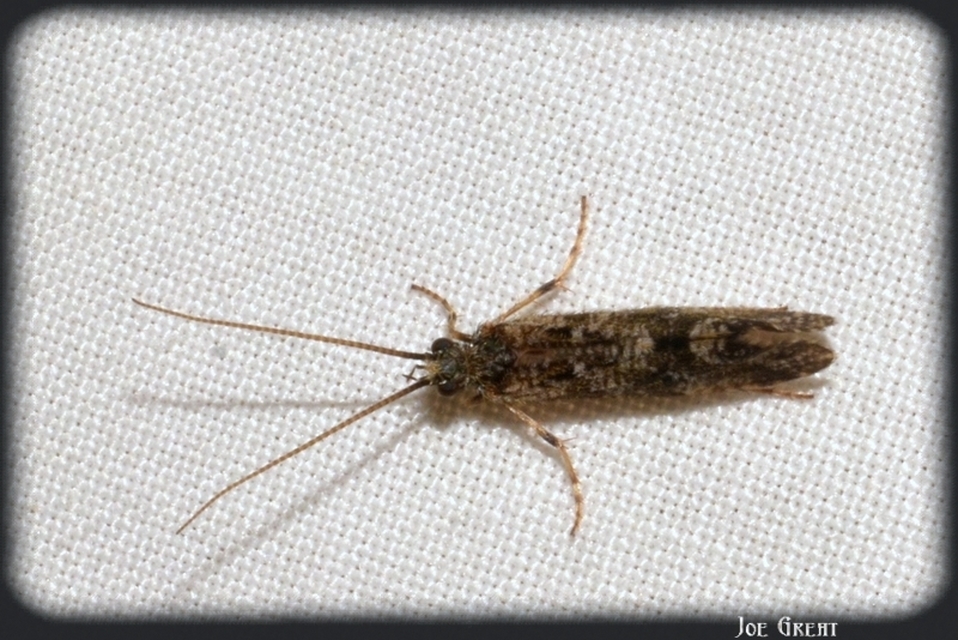 Trichoptera - Tegzesek