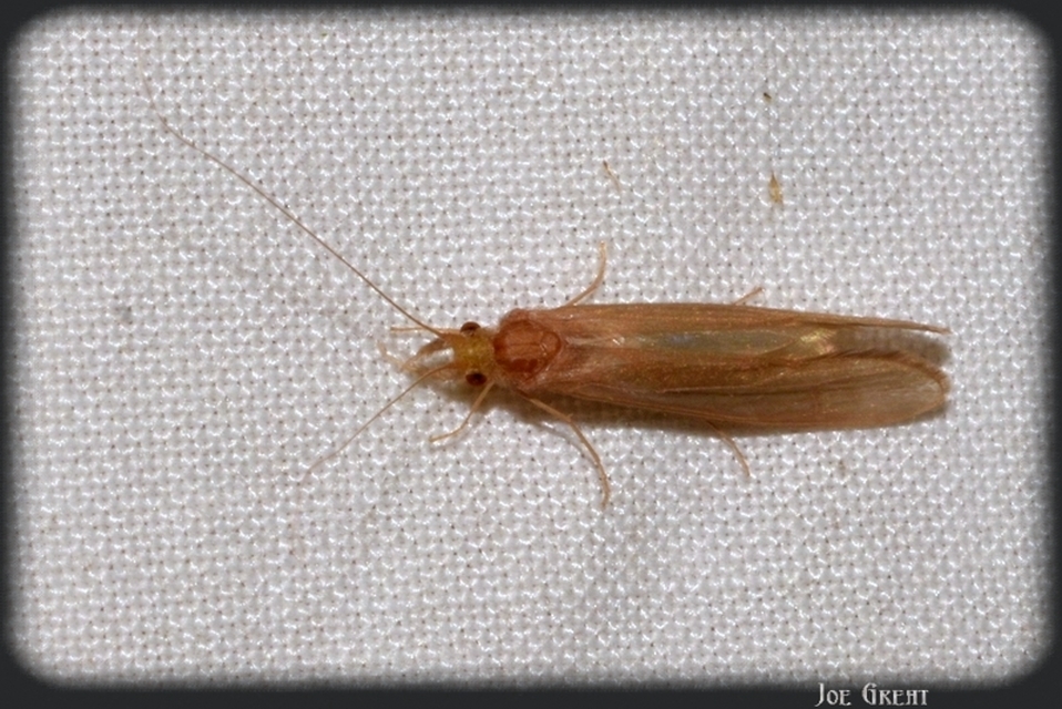 Trichoptera - Tegzesek