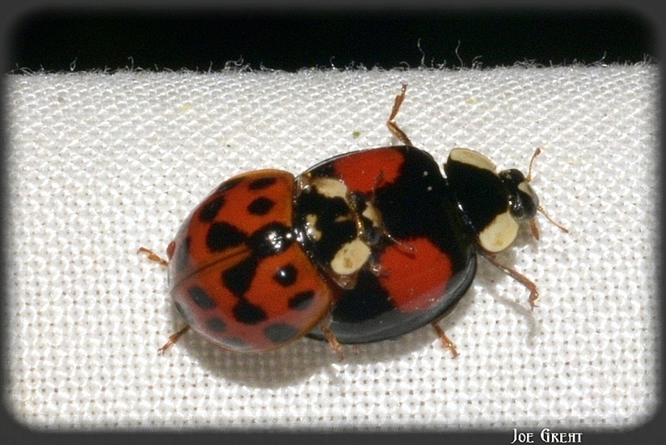 Harmonia axyridis - harlekinkatica