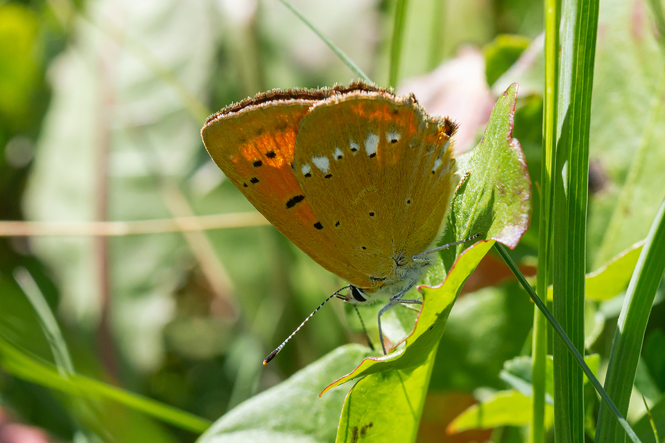Lycaena virgaureae - arany-tűzlepke