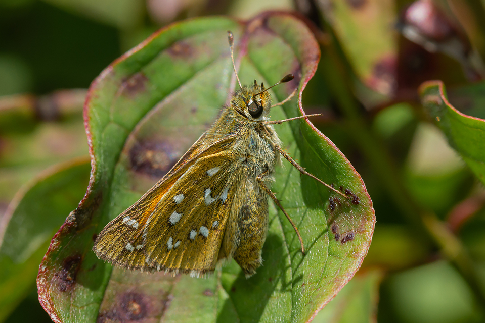 Hesperia comma - vesszős busalepke