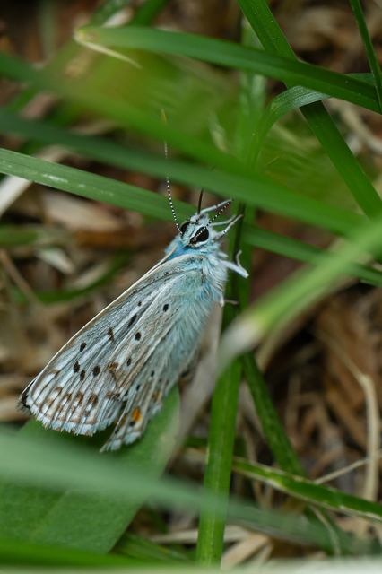 Polyommatus coridon - ezüstkék boglárka