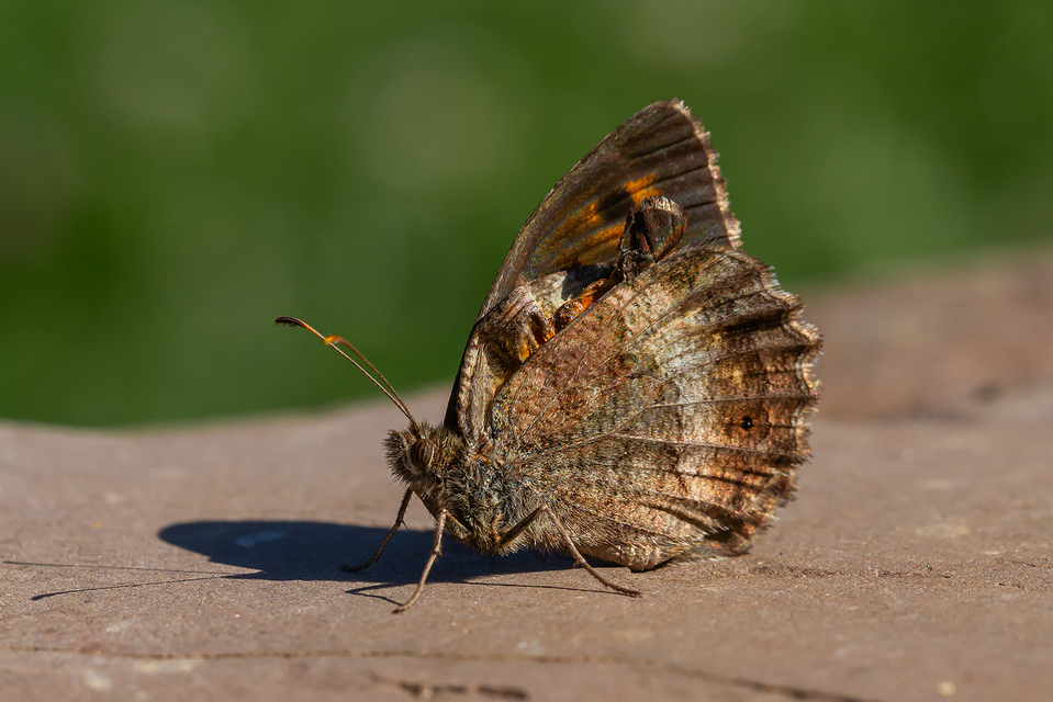 Arethusana arethusa - közönséges szemeslepke