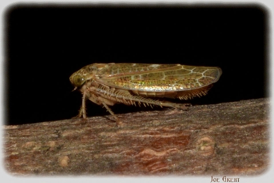 Auchenorrhyncha - Kabócák