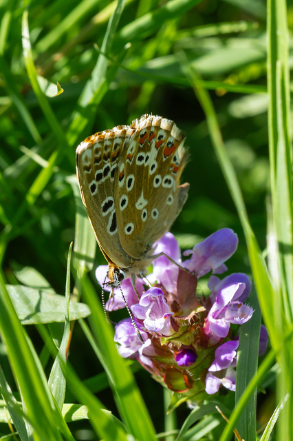 Polyommatus coridon - ezüstkék boglárka