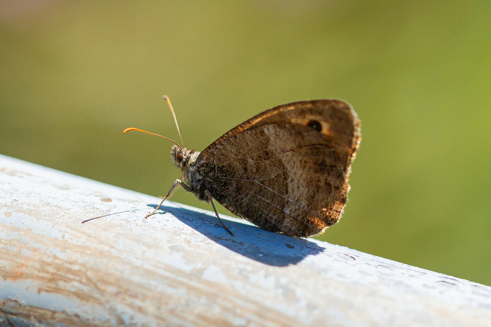 Arethusana arethusa - közönséges szemeslepke