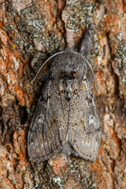 Gynaephora fascelina - vesszős szövő