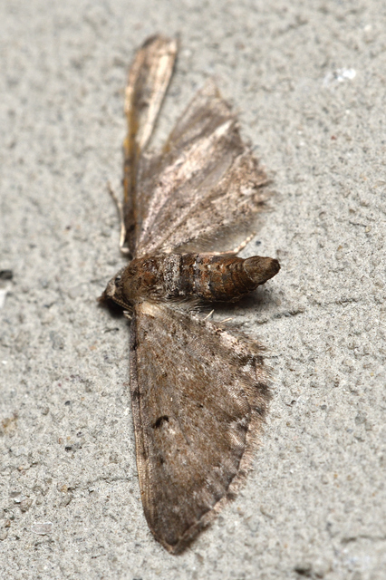 Eupithecia absinthiata - üröm-törpearaszoló