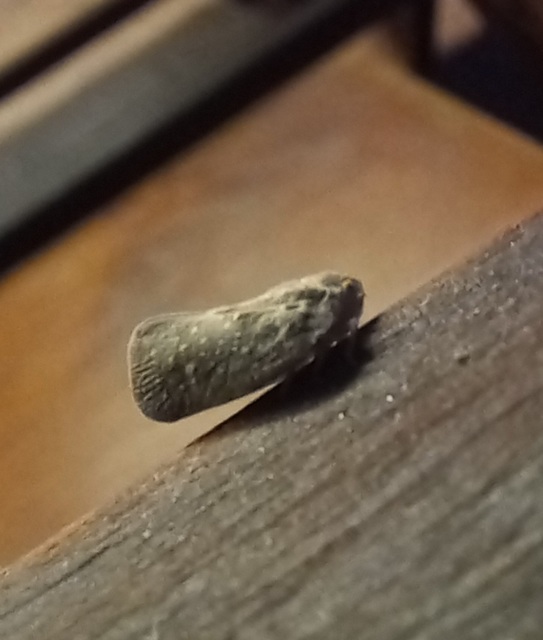 Metcalfa pruinosa - amerikai lepkekabóca