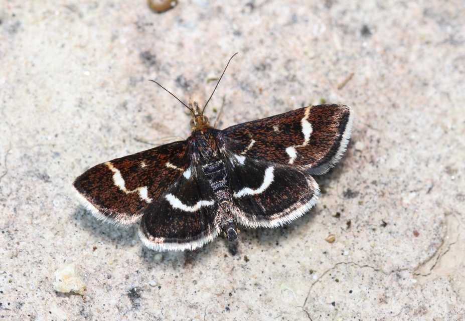 Pyrausta nigrata - fehérpettyes kormosmoly