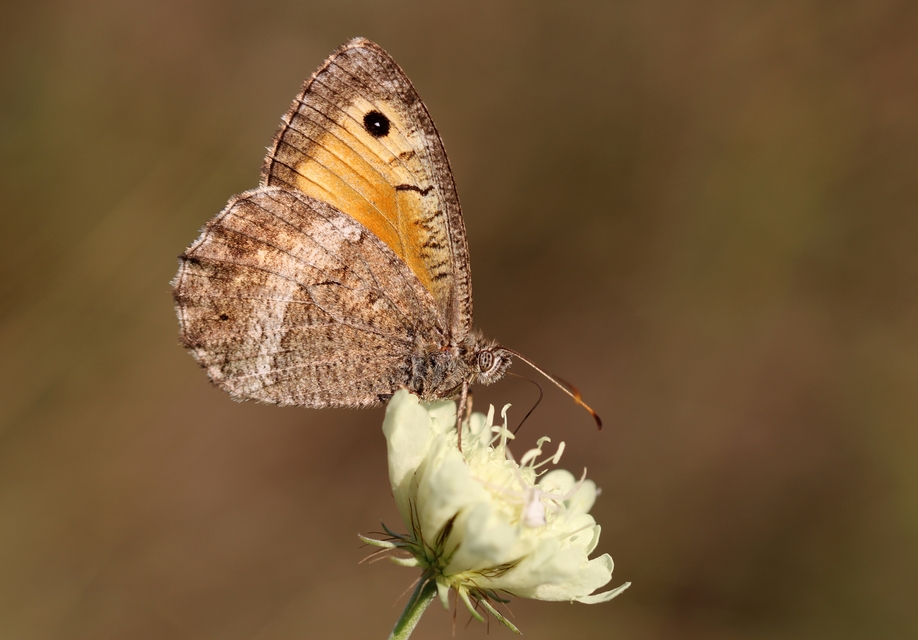 Arethusana arethusa - közönséges szemeslepke