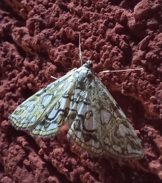 Elophila nymphaeata - tarka vízimoly