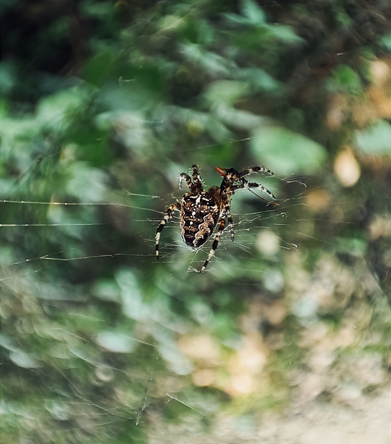 Araneus diadematus - koronás keresztespók