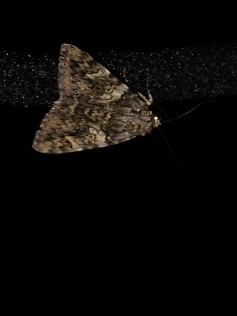 Catocala promissa - kis tölgyfa-övesbagoly