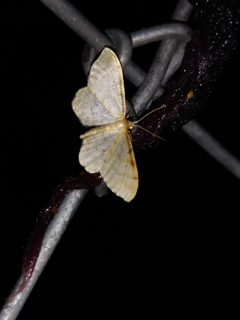 Idaea fuscovenosa - szürkeszélű apróaraszoló