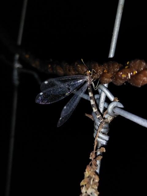 Megistopus flavicornis - kétfoltos hangyaleső