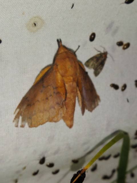 Gastropacha quercifolia - tölgylevélpohók