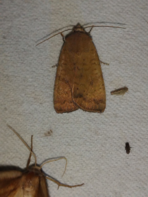 Noctua interjecta - zömök sárgafűbagoly