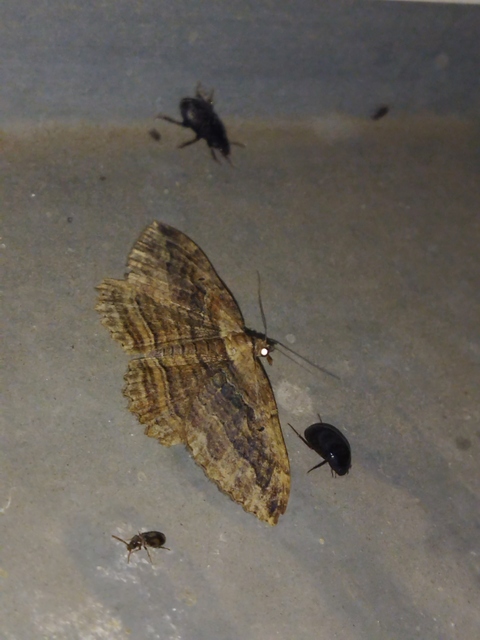 Philereme transversata - varjútövis-araszoló