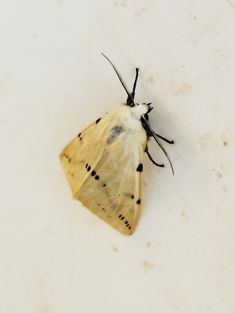 Spilarctia lutea - sárgás medvelepke