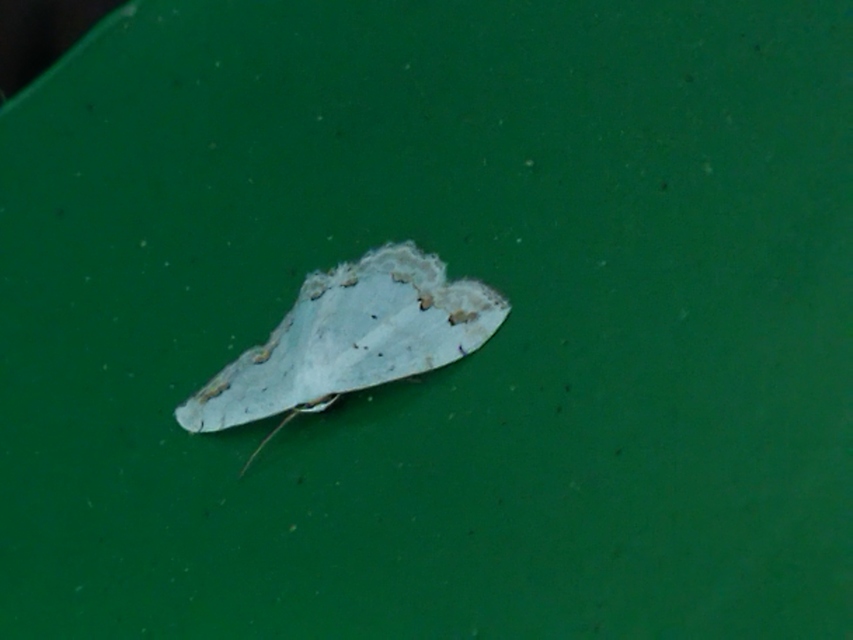 Scopula ornata - díszes fehéraraszoló