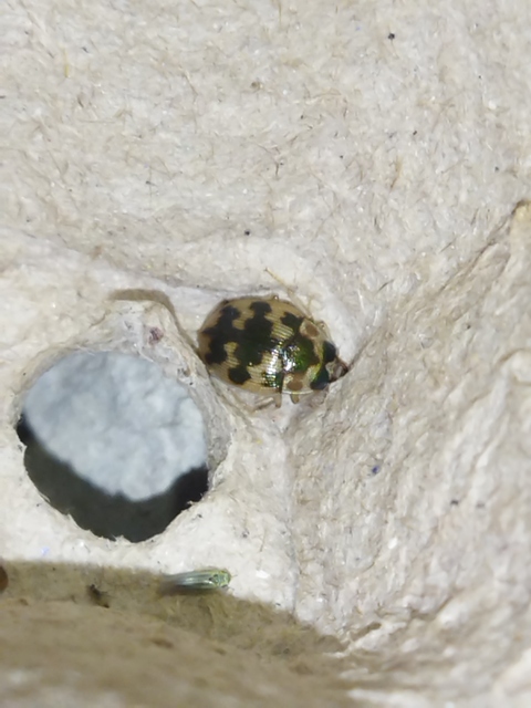 Omophron limbatum - gömböcfutó