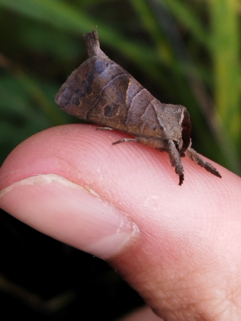 Clostera anastomosis - barna levélszövő