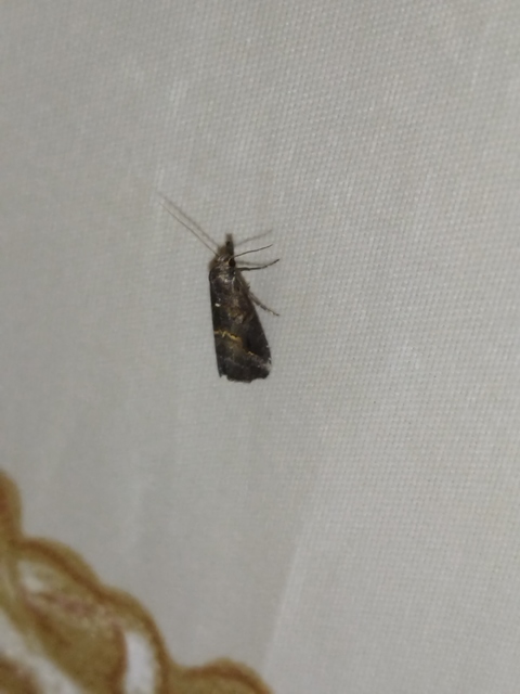 Schrankia costaestrigalis - keskenyszárnyú karcsúbagoly