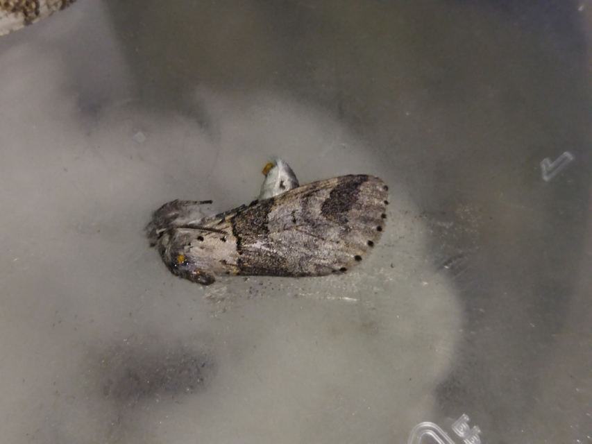 Furcula bifida - kis púposszövő